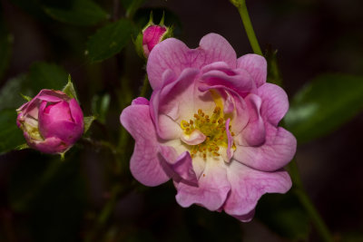 180508 5 Spring Wild Rose .