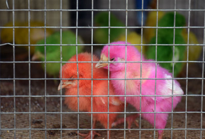 Colored Chicks