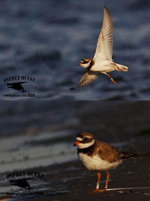 Common Ringed Plover BAND H07.jpg