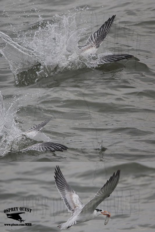 _46A8280-88 Royal Tern.jpg