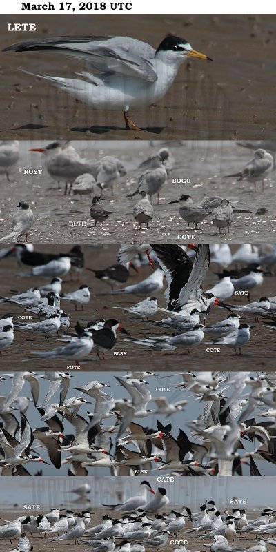 TERNS 031718.jpg