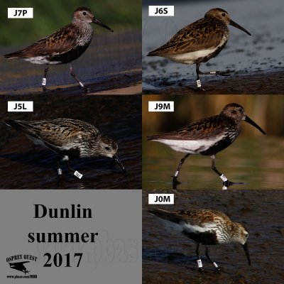 Dunlin - banded - summer 2017