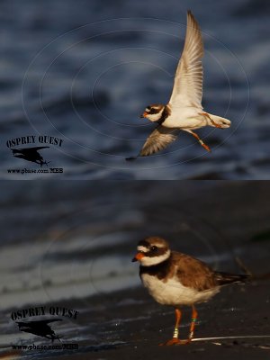Common Ringed Plover - banded - summer 2017