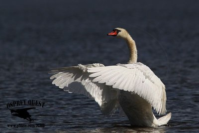 _X1D3657 Mute Swan.jpg