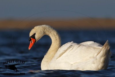 _X1D8228 Mute Swan.jpg