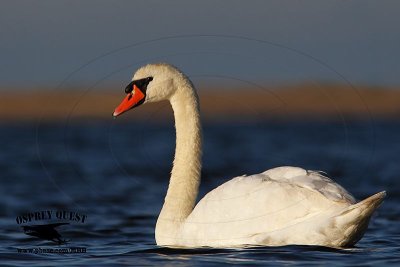 _X1D8235 Mute Swan.jpg