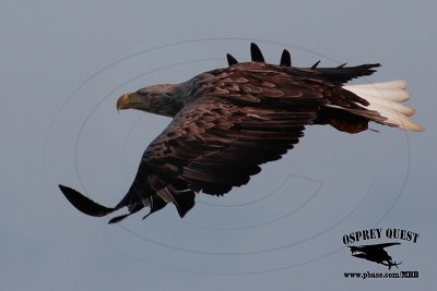 _M5A3084 White-tailed Eagle.jpg