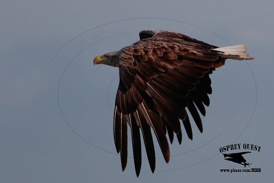 _M5A3090 White-tailed Eagle.jpg