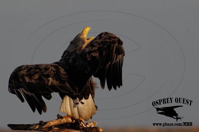 _X1D5180 White-tailed Eagle.jpg