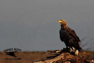 _X1D5204 White-tailed Eagle.jpg