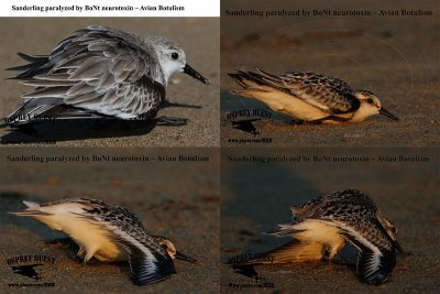 Sanderlings (2) paralyzed by BoNt neurotoxin – Avian Botulism