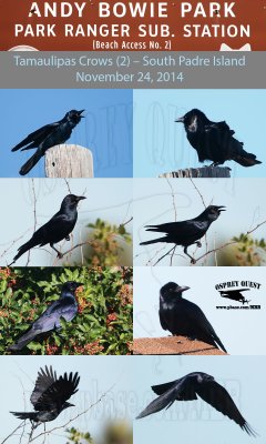 Tamaulipas Crow (Corvus imparatus) - South Padre Island - November 24, 2017