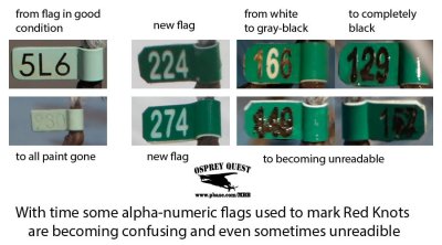 Red Knot alphanumeric flags becoming unreadible