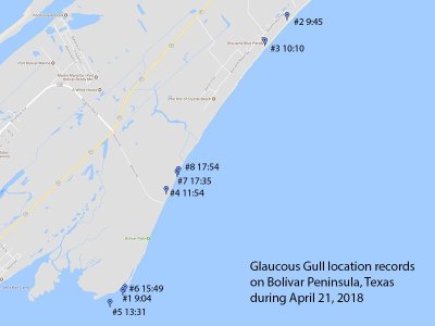 Glaucous Gull UTC April 21, 2018