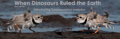 When Dinosaurs Ruled the Earth - Introducing Tyrannosaurus melodus