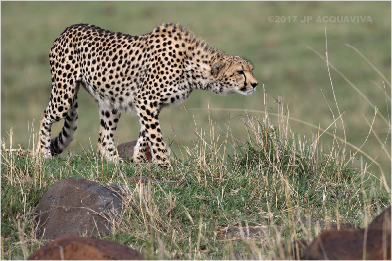 Gupard approchant une proie - Cheetah spotting a prey