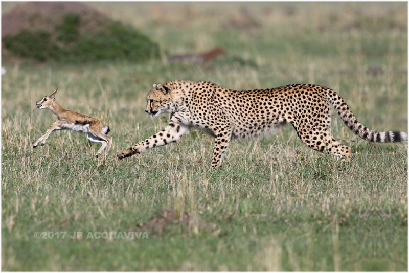 Gupard chassant un bb gazelle - Cheetah hunting a baby gazelle