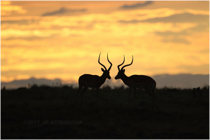 Duo d'impala  l'aube - Impala duo at dawn