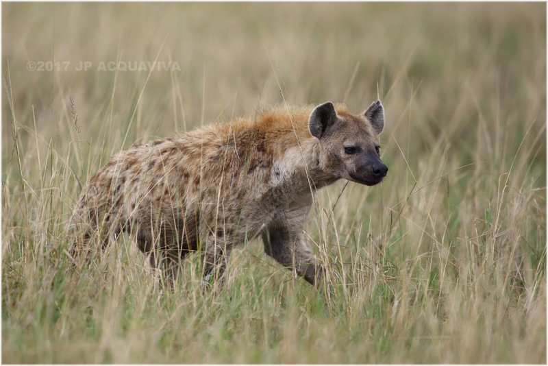 Hyne tachete - Spotted hyena 