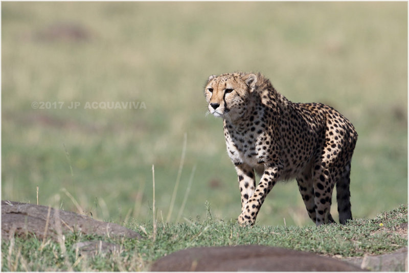 Gupard en alerte - Cheetah spotting a prey