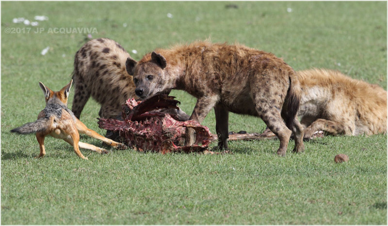 Hynes et chacal sur une carcasse - Hyenas and jackal on a carcass