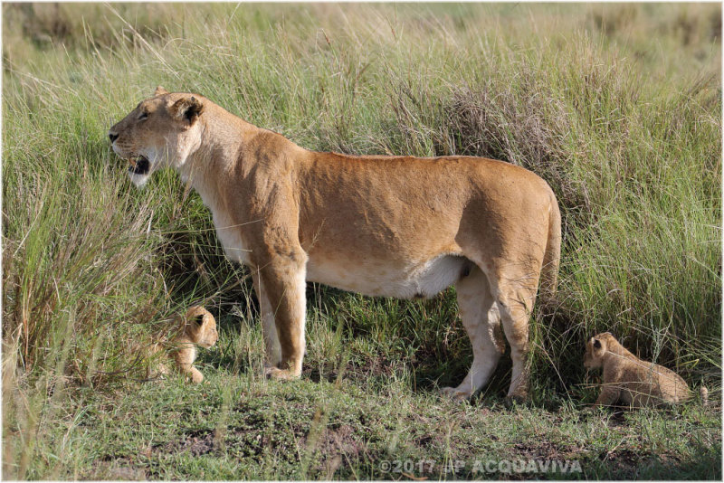 Lionne avec ses 2 lionceaux - lioness with 2 cubs