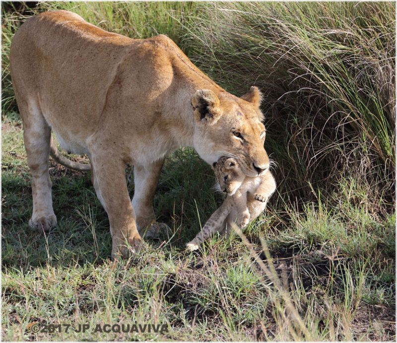 Lionne prenant son petit pour le cacher - Lioness moving her cub  