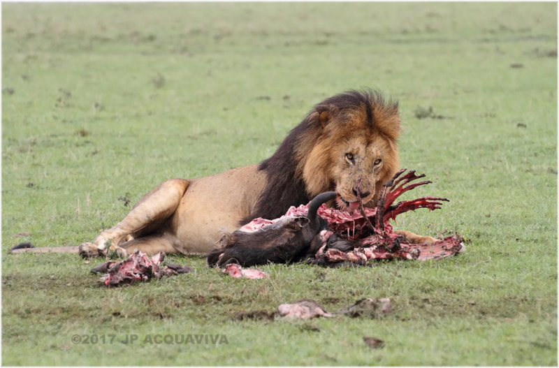 Lion sur une carcasse de gnou - Lion on a wildbeest carcass