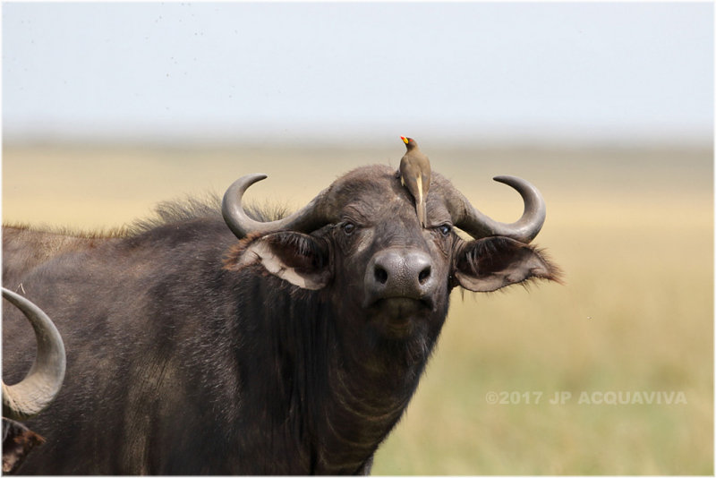 Buffle flanqu d'un pique-boeuf - buffalo and oxpecker