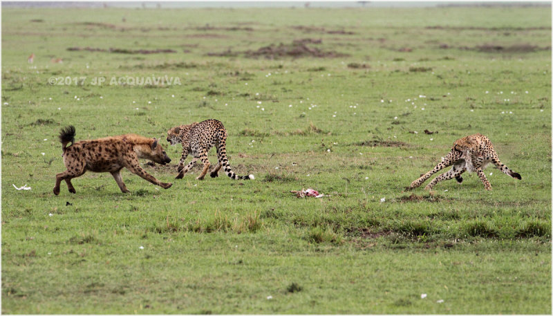 Hyena vs cheetah - Hyne contre gupards 1.jpg