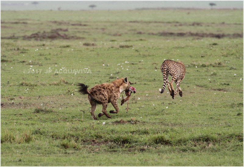 Hyena vs cheetah - Hyne contre gupards 2.jpg