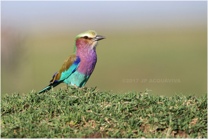 Rollier - lilac-breasted roller.jpg