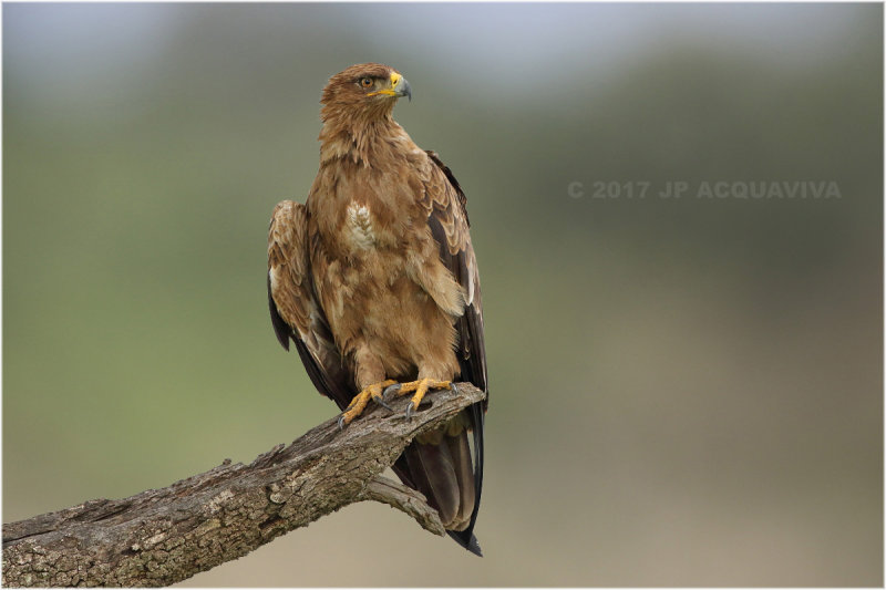 Aigle ravisseur - Tawny eagle.jpg
