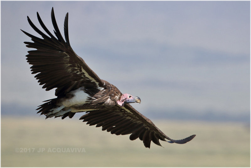 Vautour oricou - Lappet-faced vulture