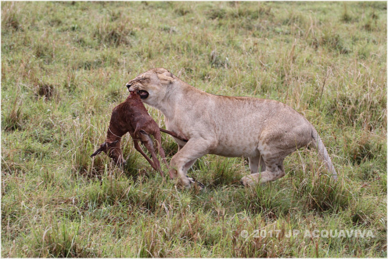 Lioness with prey - Lionne avec une proie.JPG