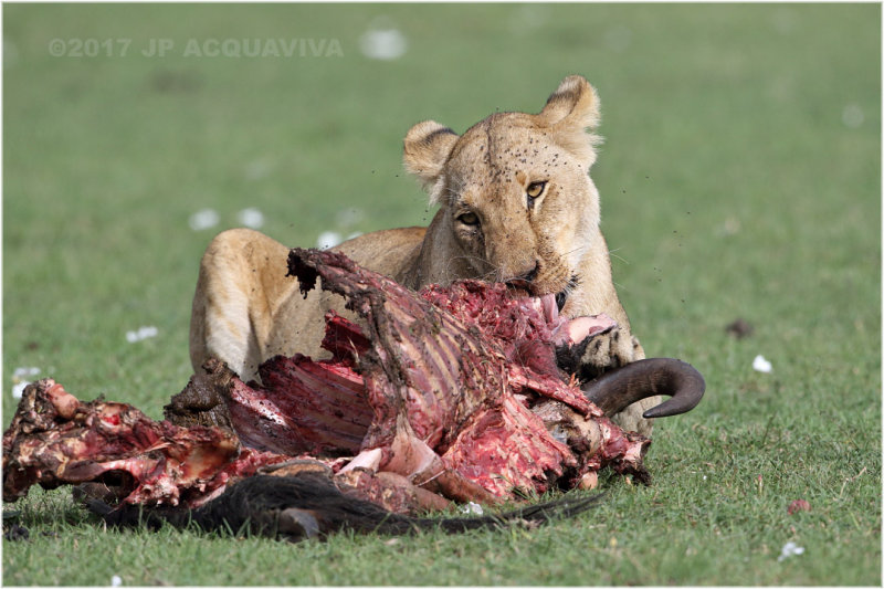 Lionne sur une carcasse - Lioness on a kill.JPG