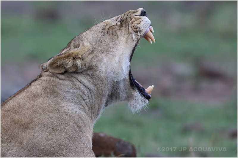 Lionne_baillant_Lioness_yawning.JPG