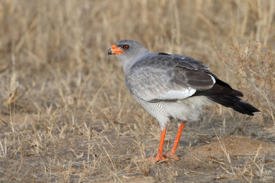 Autour chanteur - Pale chanting goshawk 7981