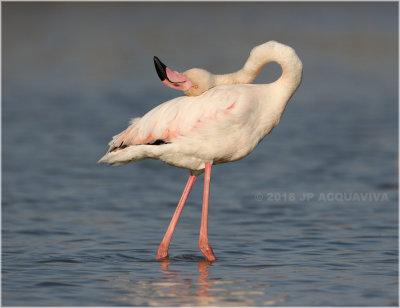 Flamant rose - greater flamingo 4342.JPG