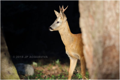 Chevreuil - Roe deer 4734.JPG