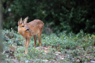 Faon de chevreuil - Roe deer fawn.JPG