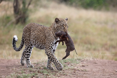 Masai Mara leopards and others 2018