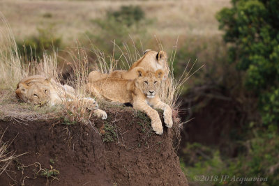 lion_0A7A0857.JPG