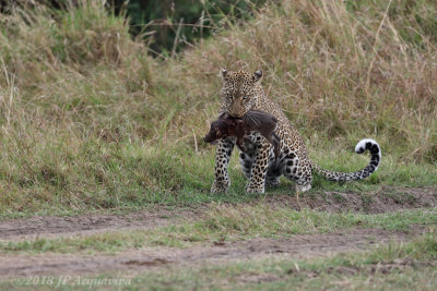 Leopard with prey 0A7A1567.JPG