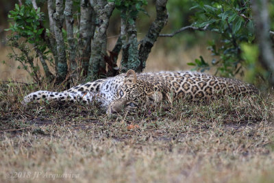 Young leopard 6F5A5344.JPG