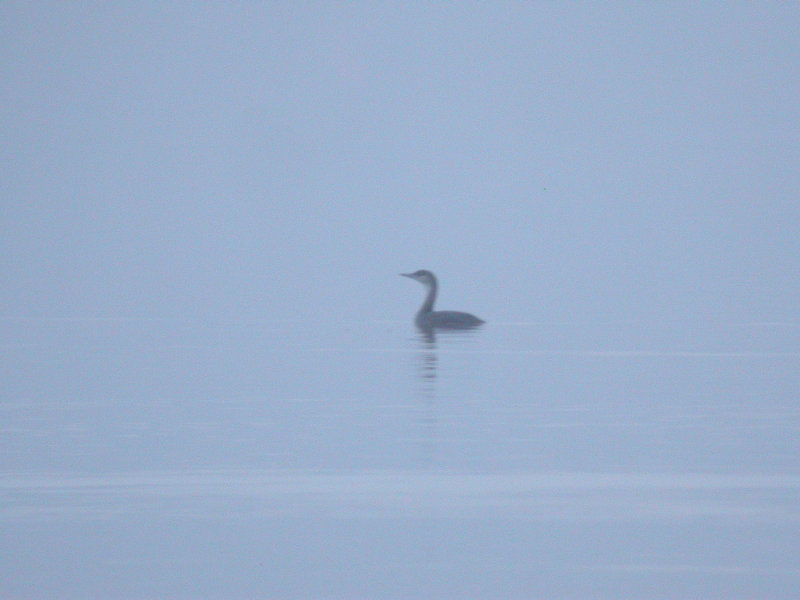 Red-throated Loon