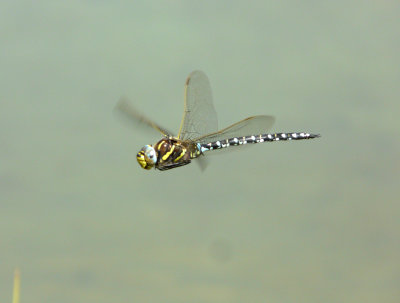 alpine_dragonflies