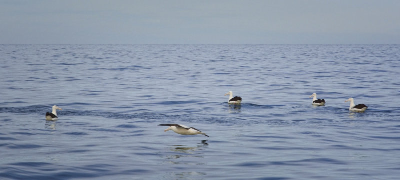 Royal Albatross