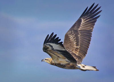 Juvenile White-bellied Sea Eagle