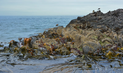 Fur seals and kelp